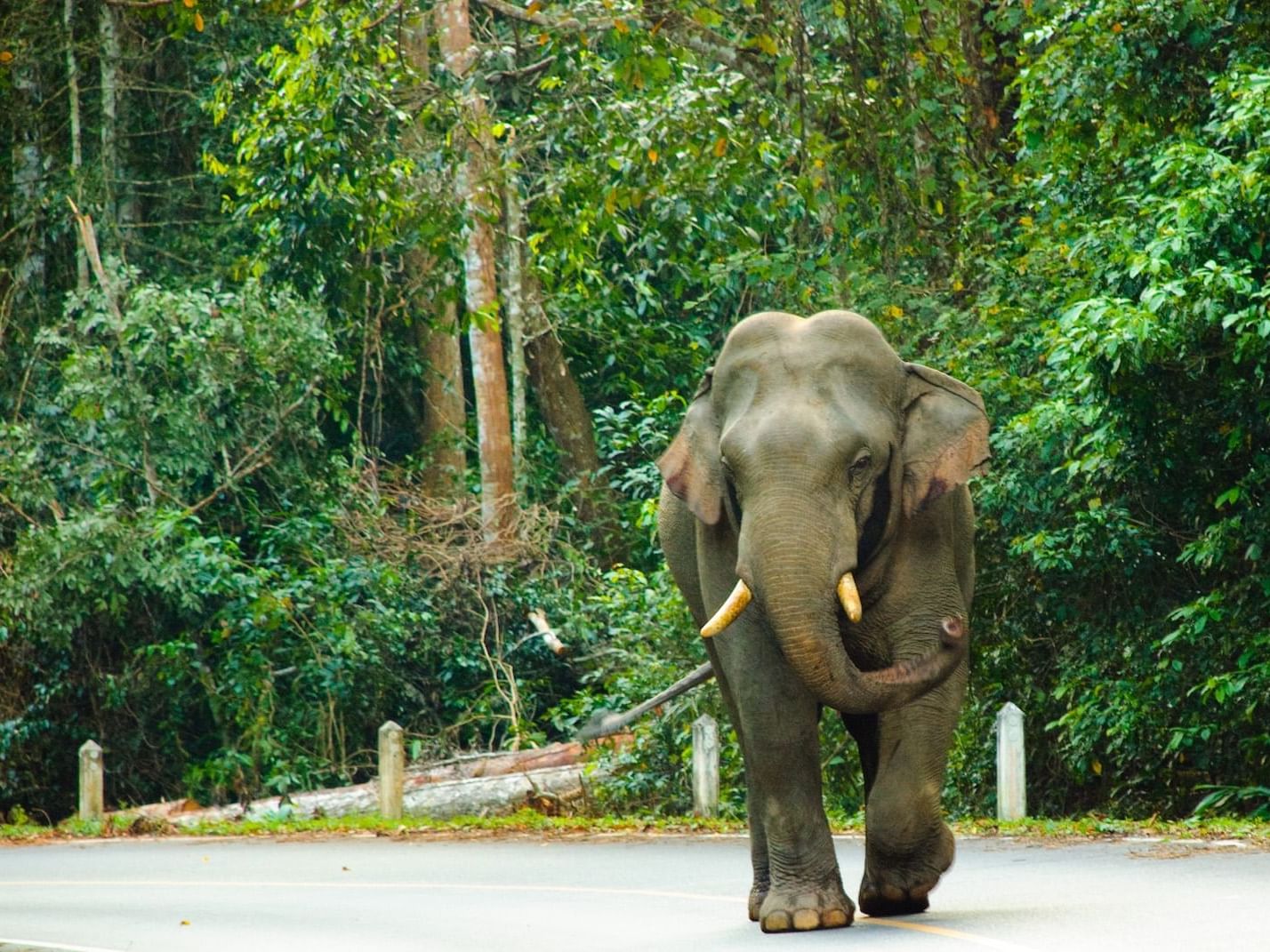 Elephant in Khao Yai National Park near U Hotels & Resorts