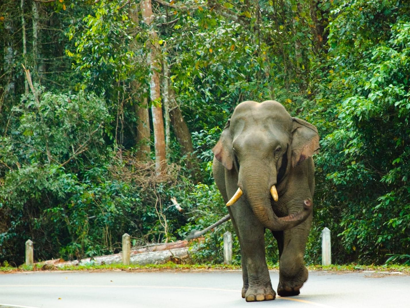 อุทยานแห่งชาติเขาใหญ่ | U Khao Yai