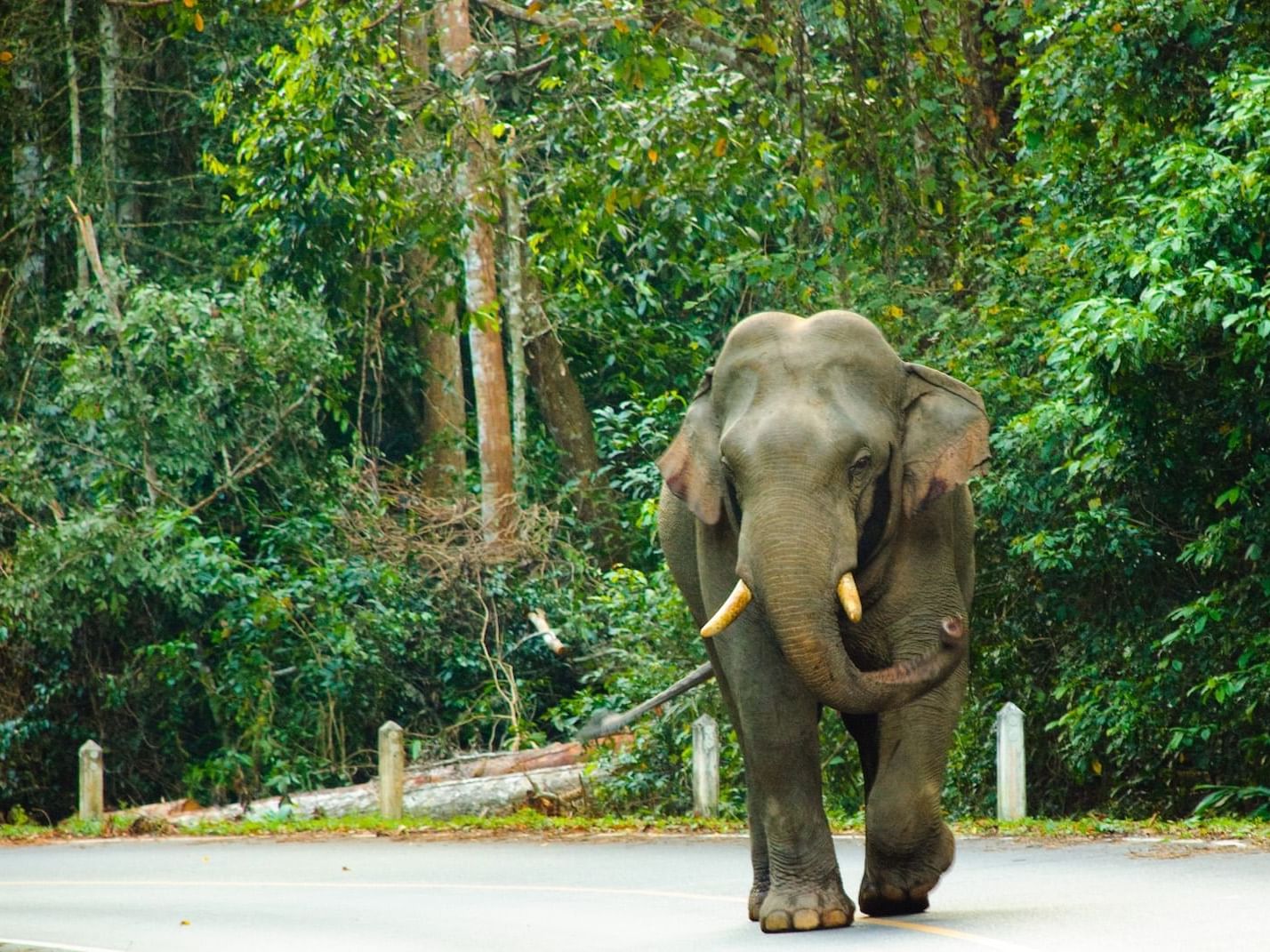Khao Yai National Park