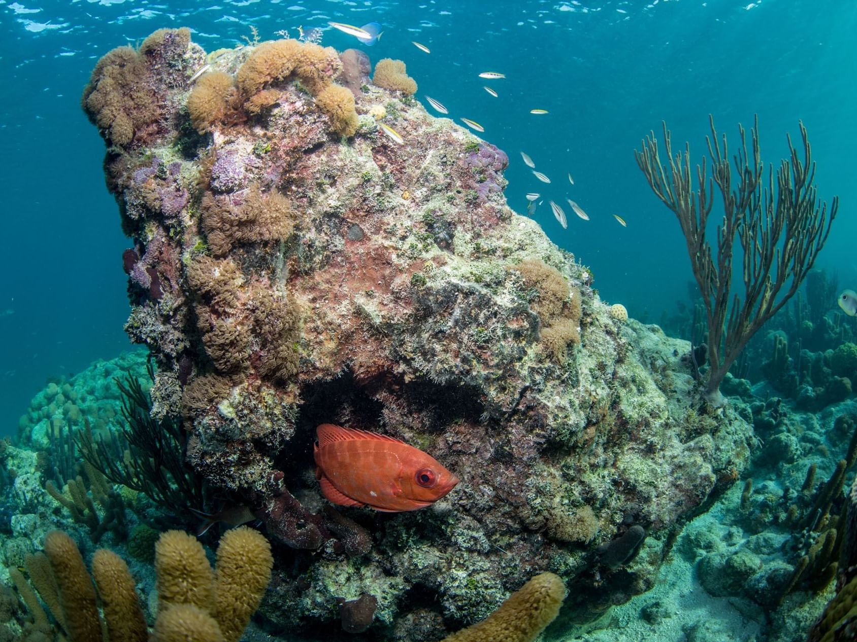 Coral view in On-Site Snorkeling Reef at Windsong Resort On The Reef