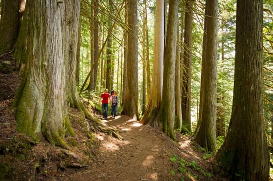 Couple hiking in a forest with tall trees near Blackcomb Springs Suites