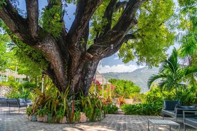 Large tree trunk surrounded by tropical plants near stone-edged garden beds and lounge chairs at Hotel Montana Haiti