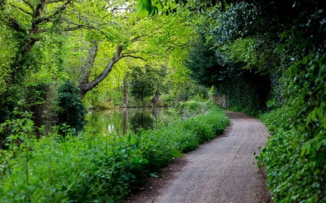 baskingstoke canal by brookwood country park in woking