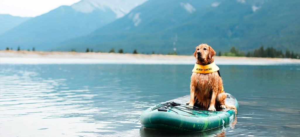 Dog wearing a life jacket sitting on a paddleboard on a calm mountain lake.