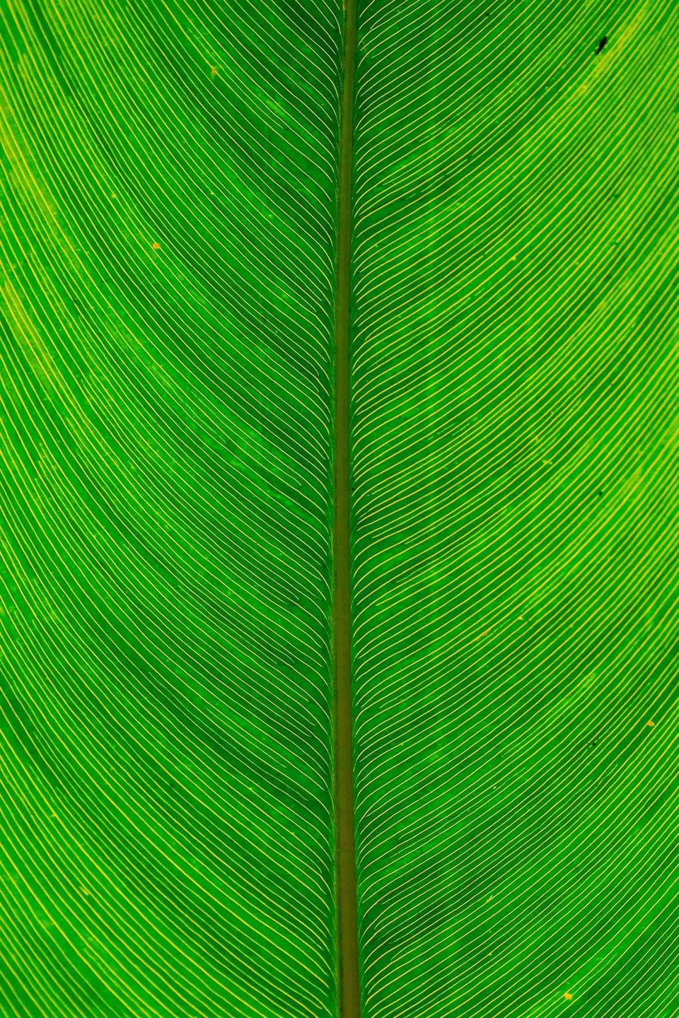 Macro of a vibrant green leaf with parallel veins under sunlight at Hotel Chan-kah Resort Village