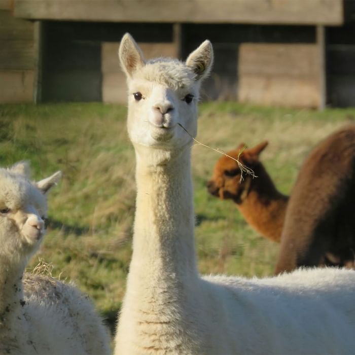 Tre alpaca in un prato, uno bianco in primo piano con erba in bocca.