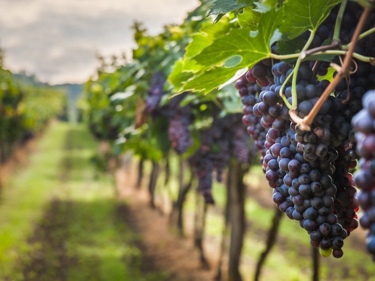 Primer plano de uvas en un campo cerca de Grand Fiesta Americana