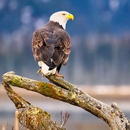 a bald eagle perched on a log