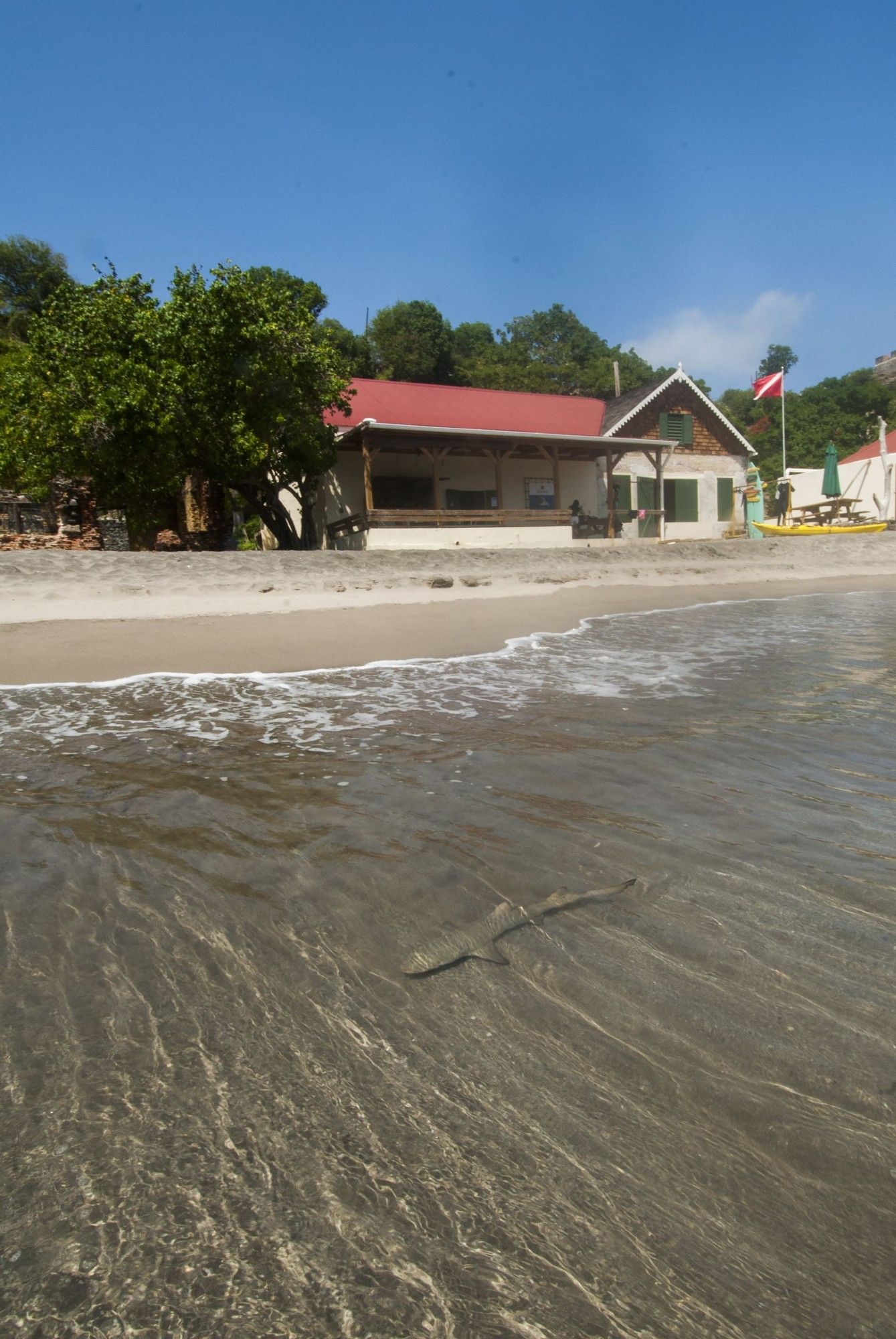 Small shark swimming in shallow ocean water near a sandy shore and beachside Scubaqua Dive Center at Golden Rock Resort