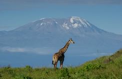 A giraffe at the Arusha National Park near Arusha Serena Hotels