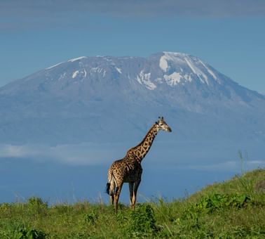 A giraffe at the Arusha National Park near Arusha Serena Hotels