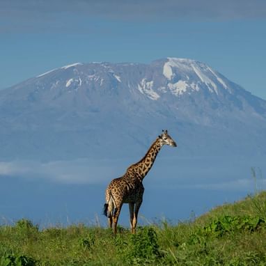 A giraffe at the Arusha National Park near Arusha Serena Hotels