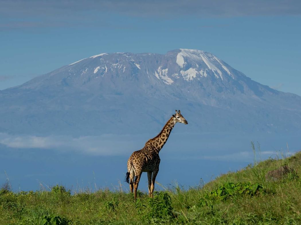 A giraffe at the Arusha National Park near Arusha Serena Hotels