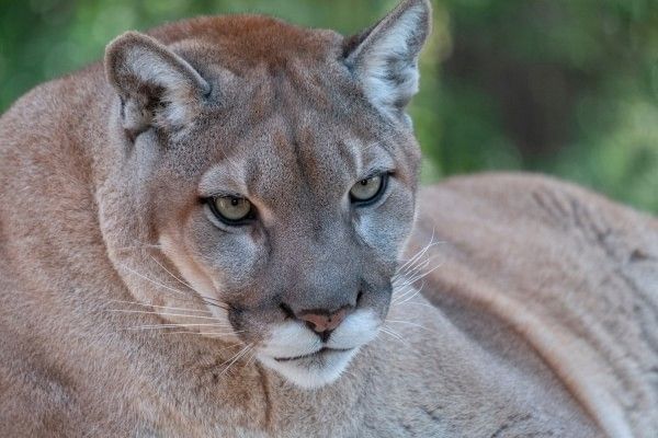 Florida panther at Gatorland