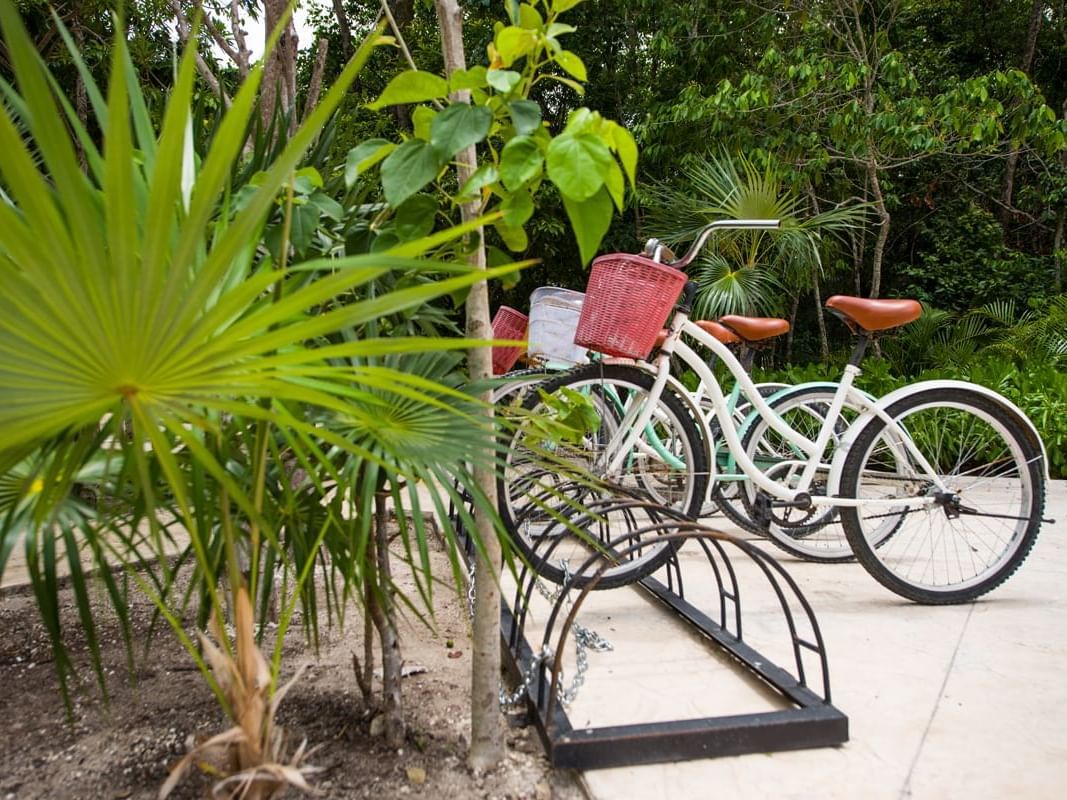 Bicycles parked by a pathway at Curamoria Collection