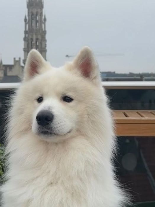 Fluffy Samoyed dog sits on a rooftop terrace with a glass railing under a cloudy sky near Warwick Grand Place Brussels
