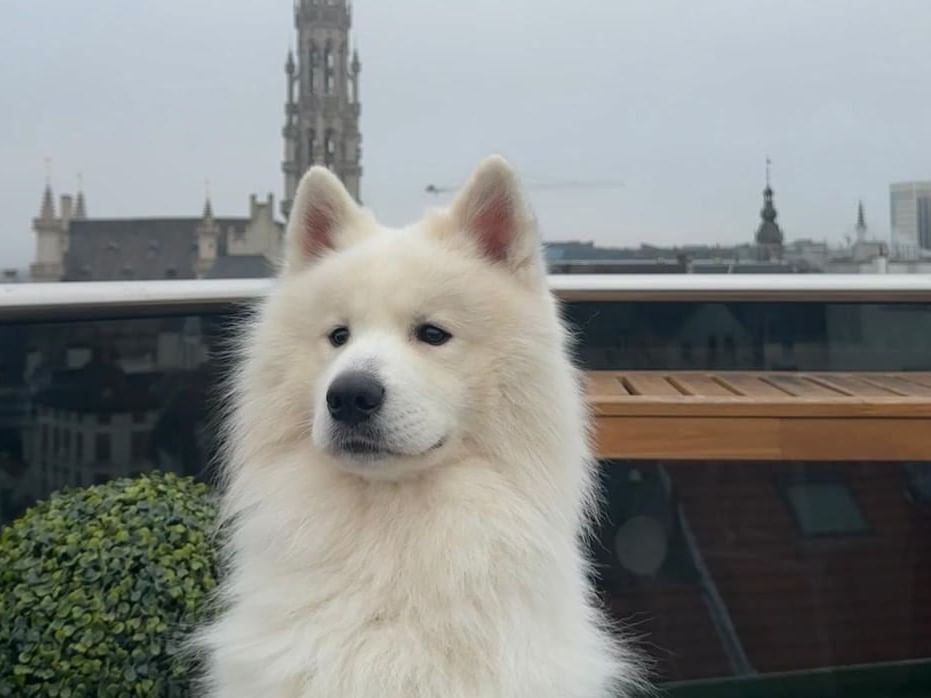 Un chien blanc tout doux devant un paysage urbain avec des bâtiments historiques à Warwick Bruxelles