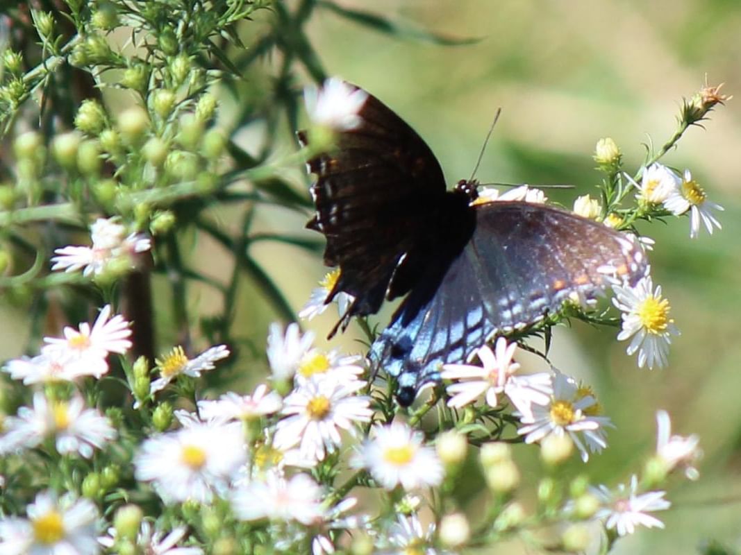 Limenitis arthemis in Butterfly House near The Wildwood Hotel