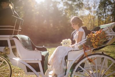 Newlyweds on horse-drawn carriage.