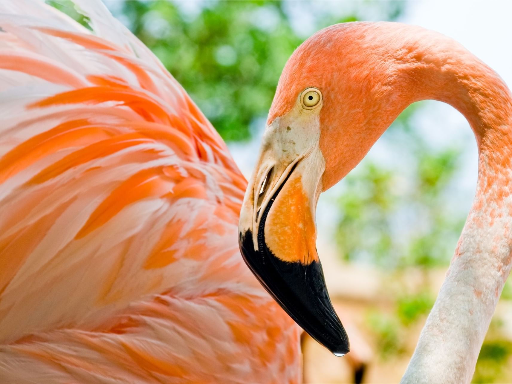 Flamingo in Puerto Vallarta Zoo near Plaza Pelicanos Grand Beach Resort