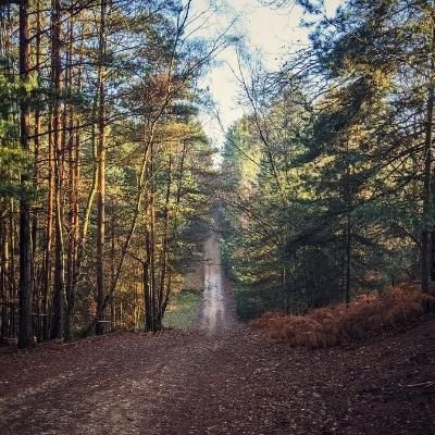 Swinley forest bike trail through woodlands