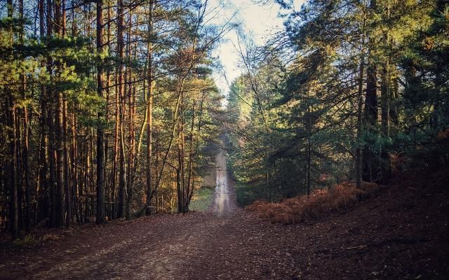 Swinley forest online cycling