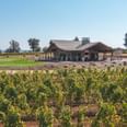 Vineyard with a winery building, green field, and distant trees under a clear blue sky.