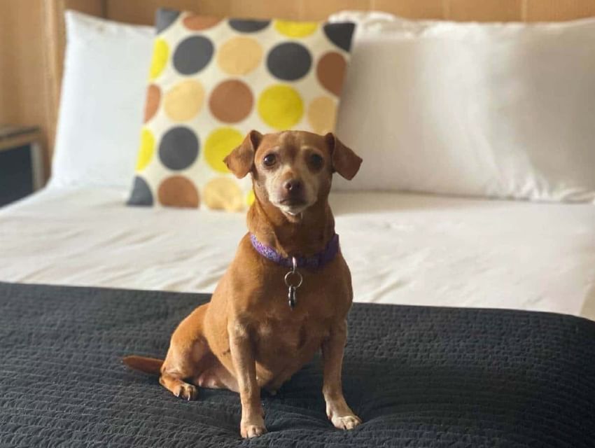 puppy friendly berkeley oceanfront hotel nj