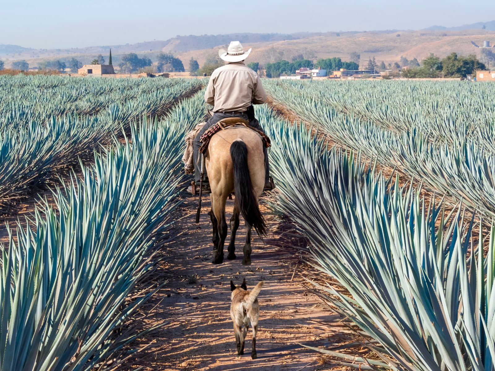 Man with horse and dog near Fiesta Americana