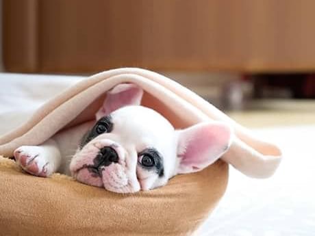 Retrato de un cachorro en una cama para mascotas en los hoteles Fiesta Americana
