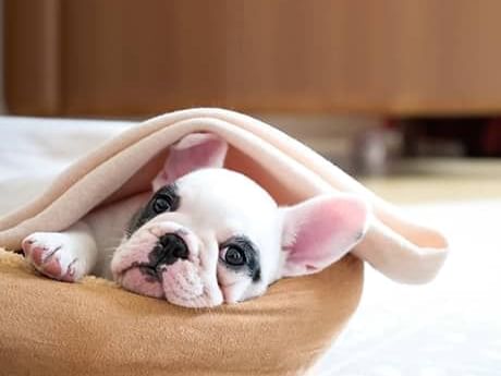 A cute puppy covered with a linen at Grand Fiesta Americana