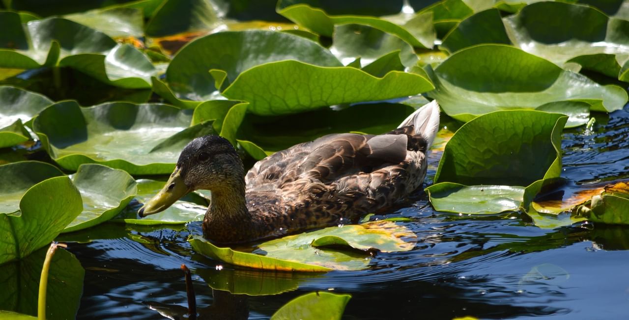 Duck in a pond