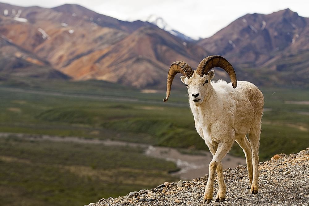 Dall Sheep - Yukon