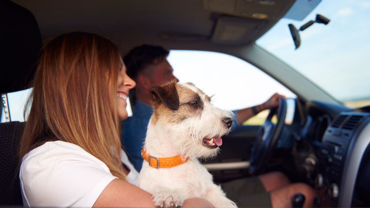 couple and dog traveling by car
