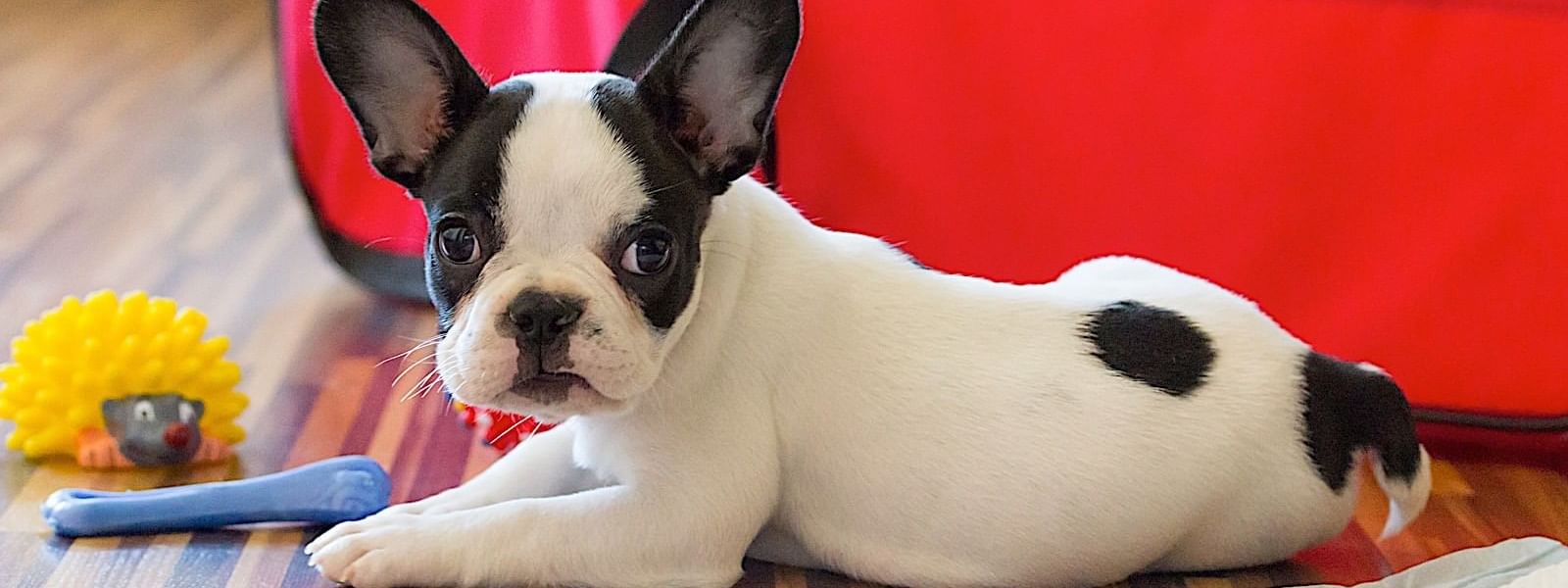 A puppy with some chew toys at Mundo Imperial