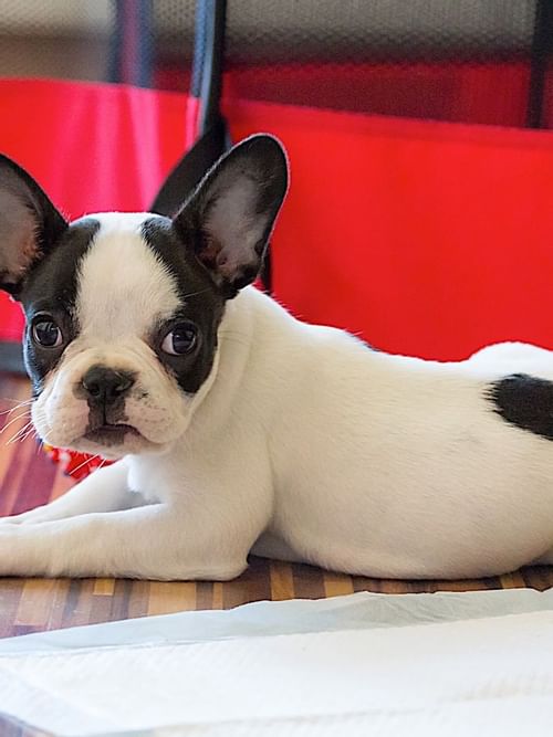 A puppy with some chew toys at Mundo Imperial