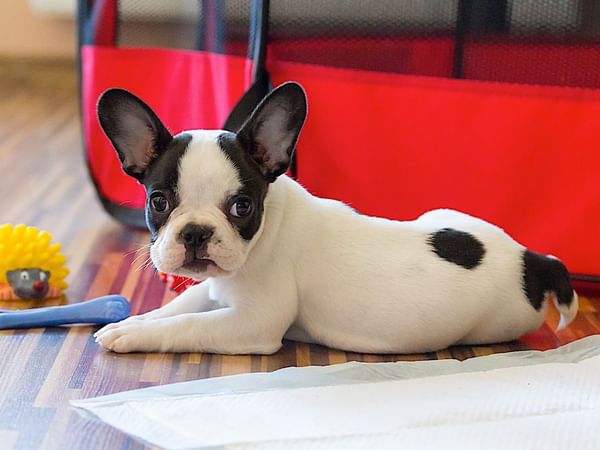 A puppy with some chew toys