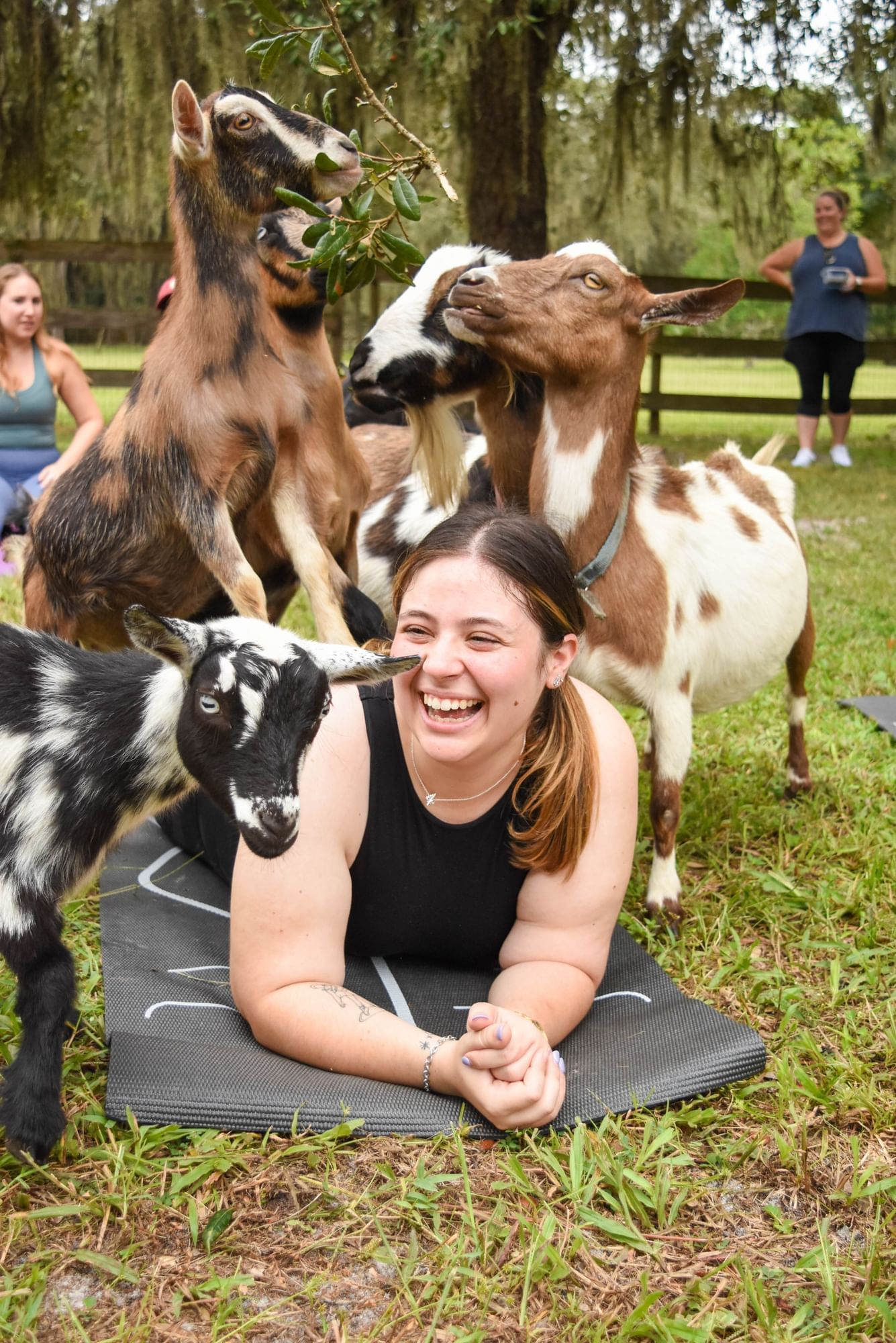 A woman in a blank top is laying on a yoga mat with her chest and head up, smiling at four goats surround her, including two on her back. She's participating in goat yoga at Oak Aged Farm in Orlando.