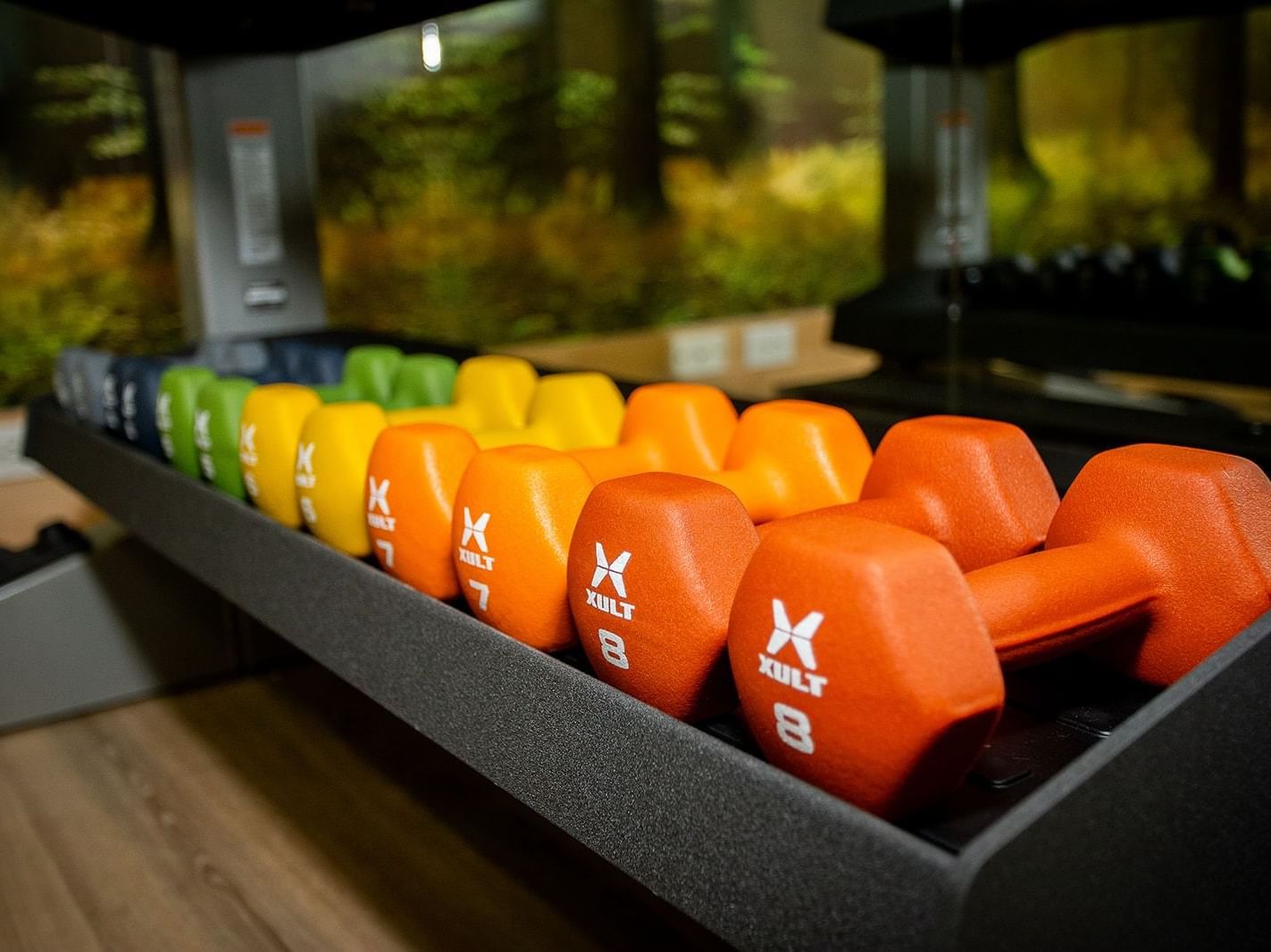 A row of colorful dumbbells arranged in a black rack with a forest mural in the background.