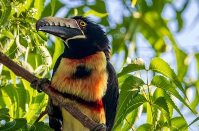 Pájaro festivo en rama