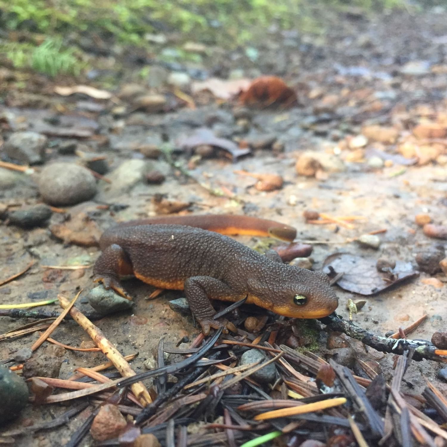 Rough-skinned newt at nature adventures at Alderbrook Resort