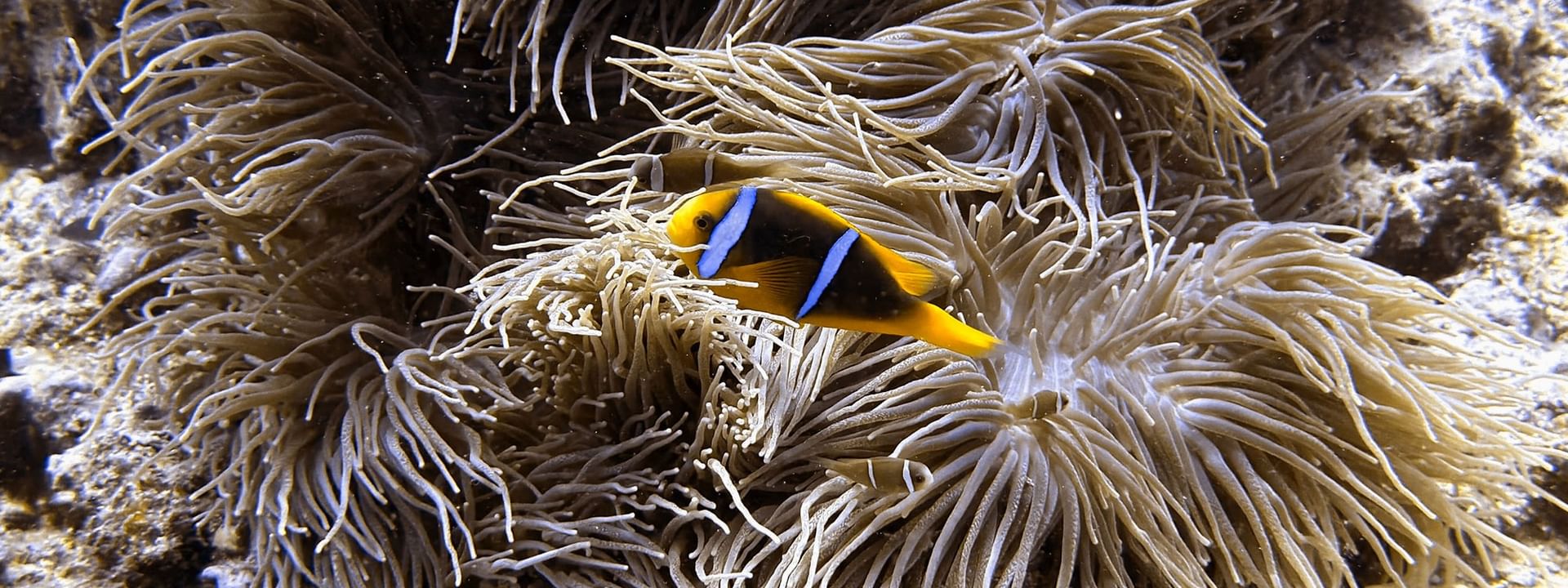 Clownfish in a sea anemone showcasing snorkeling and scuba diving at Warwick Le Lagon - Vanuatu, Efate