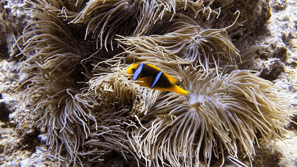 Clownfish swimming in coral reef waters at The Naviti Resort Dive Centre in Korolevu.