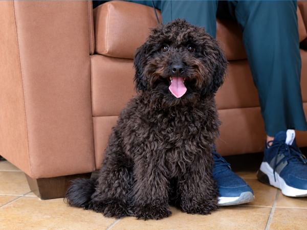 A dark curly-haired dog sitting on tiled floor beside a tan sofa at Coast Grimshaw Hotel & Suites in Grimshaw.