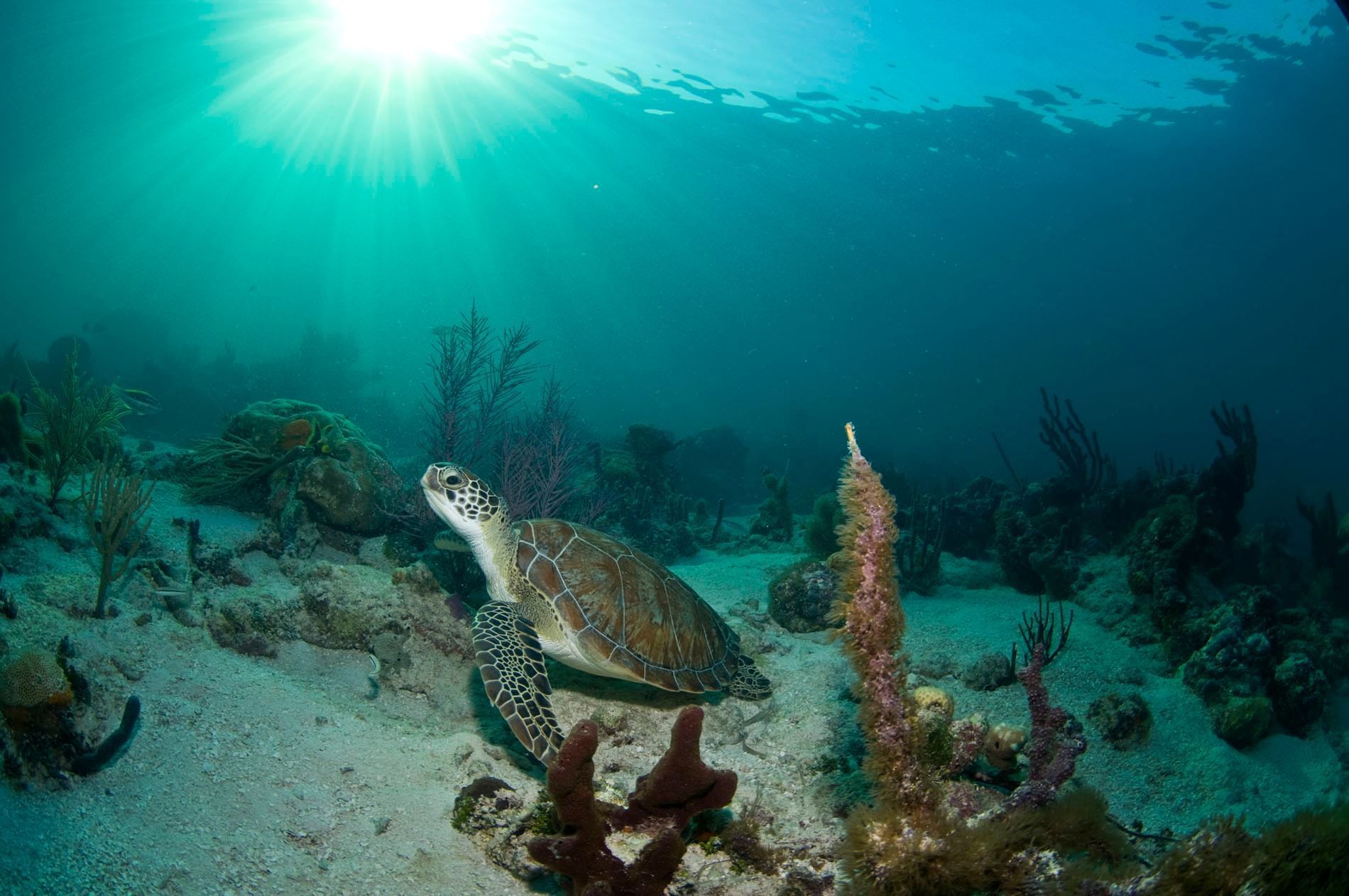 Turtle at Windsong On The Reef