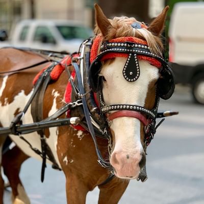 Historic Horse-drawn Carriage Rides near Falkensteiner Hotels