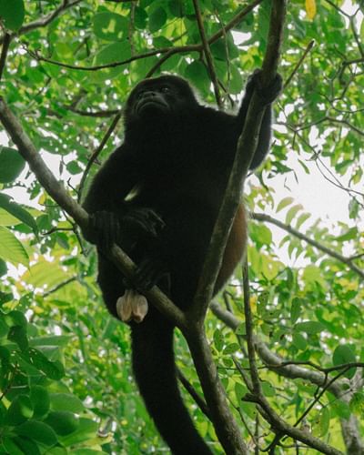 Mono aullador negro posado en una rama frondosa en la selva de Morgan's Rock Reserve & Ecolodge, un albergue en la selva de Nicaragua.
