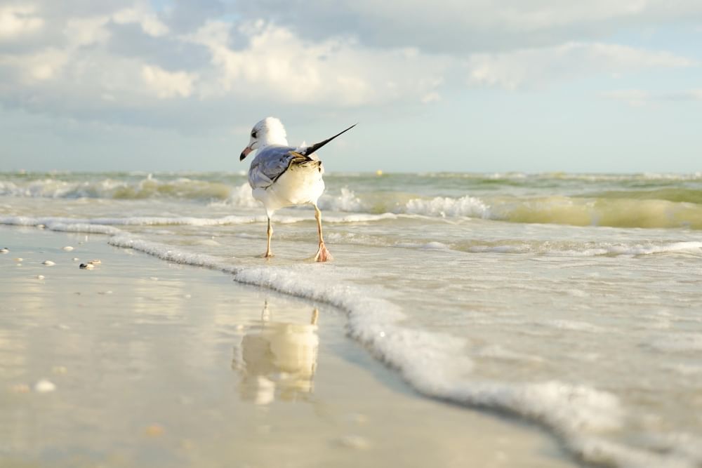 A seagull walks away from the camera in a gentle wave on the shore of a beach.