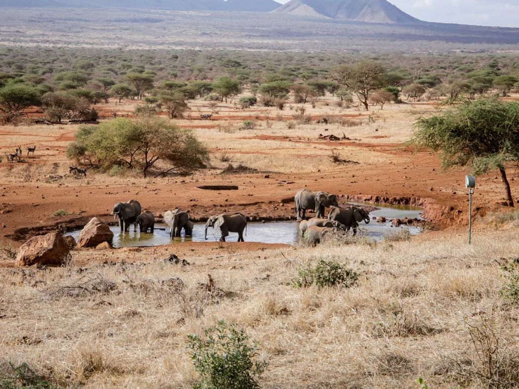 waterhole