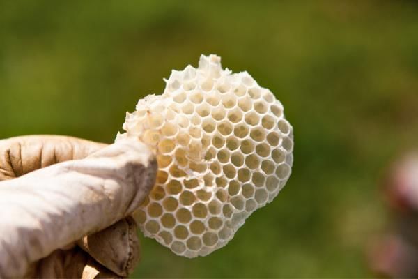 How Do Bees Make Wax featuring a beekeeper holding some wax from a hive